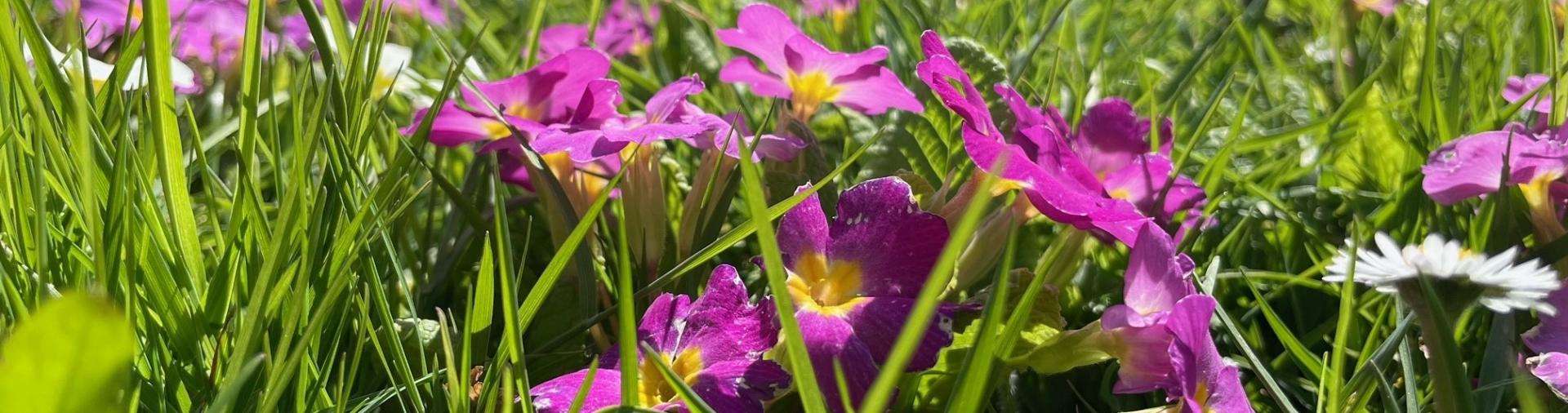 Frühling
