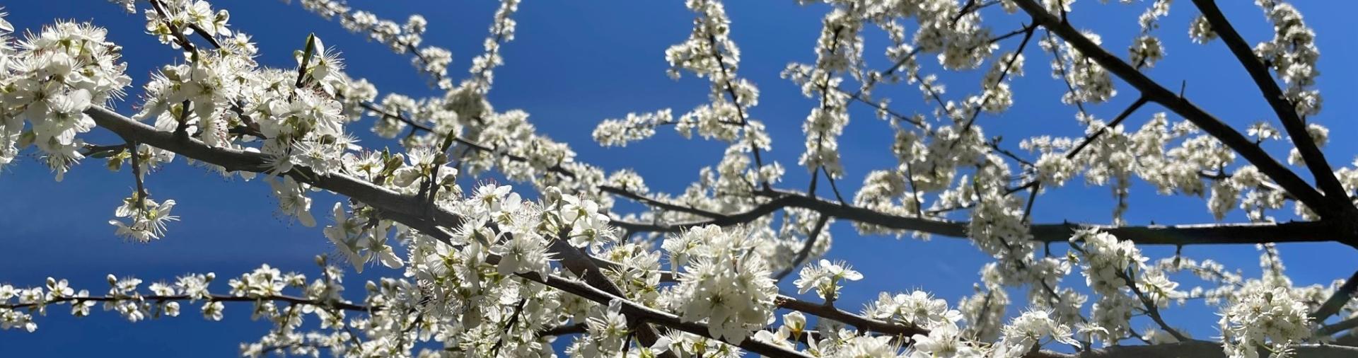 Frühling