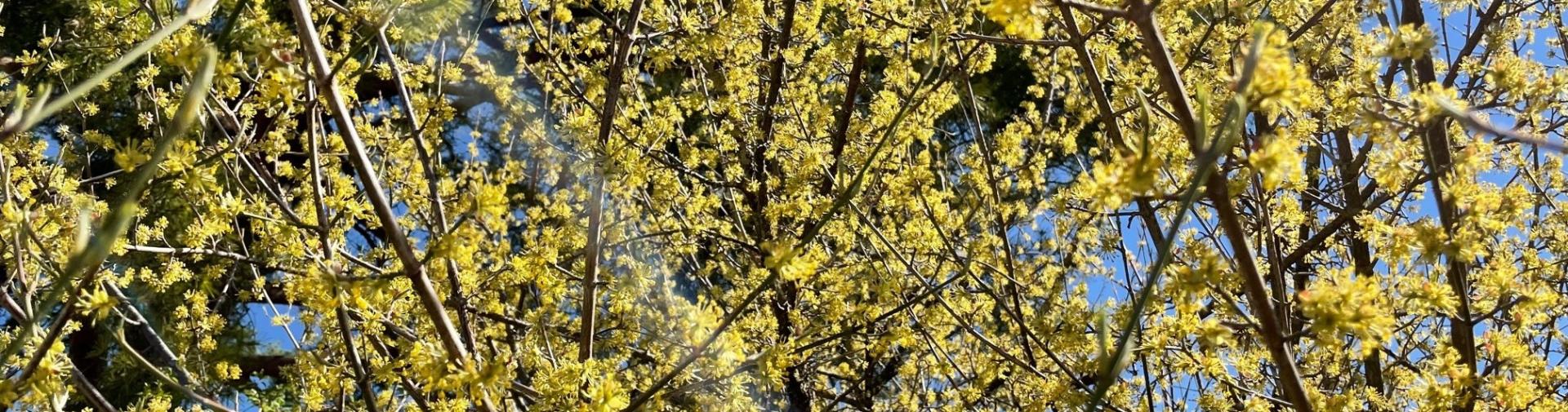 Frühling