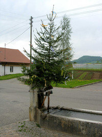 MaiBaum